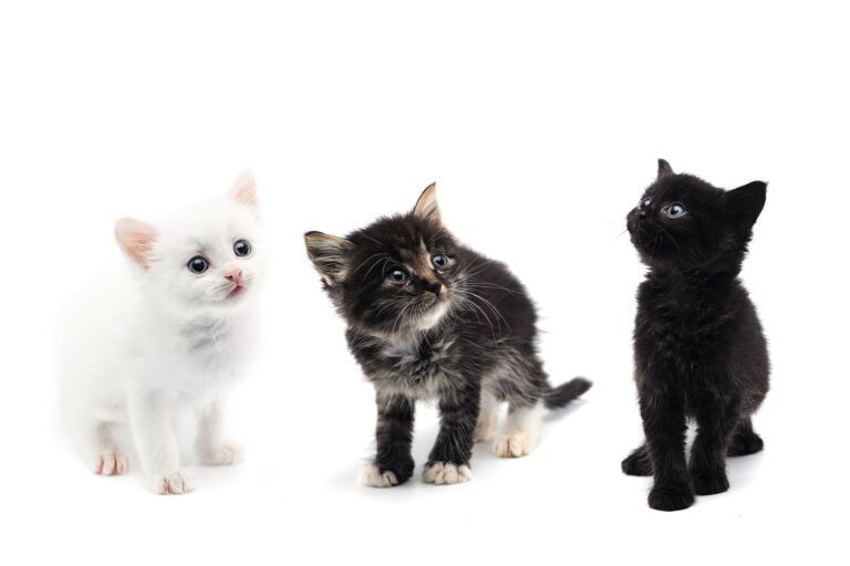 Kitten isolated on white background